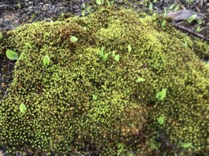 Haircap Moss Mound
