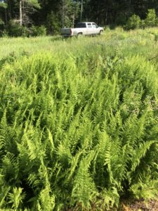 Picture Hayscented Fern Sod