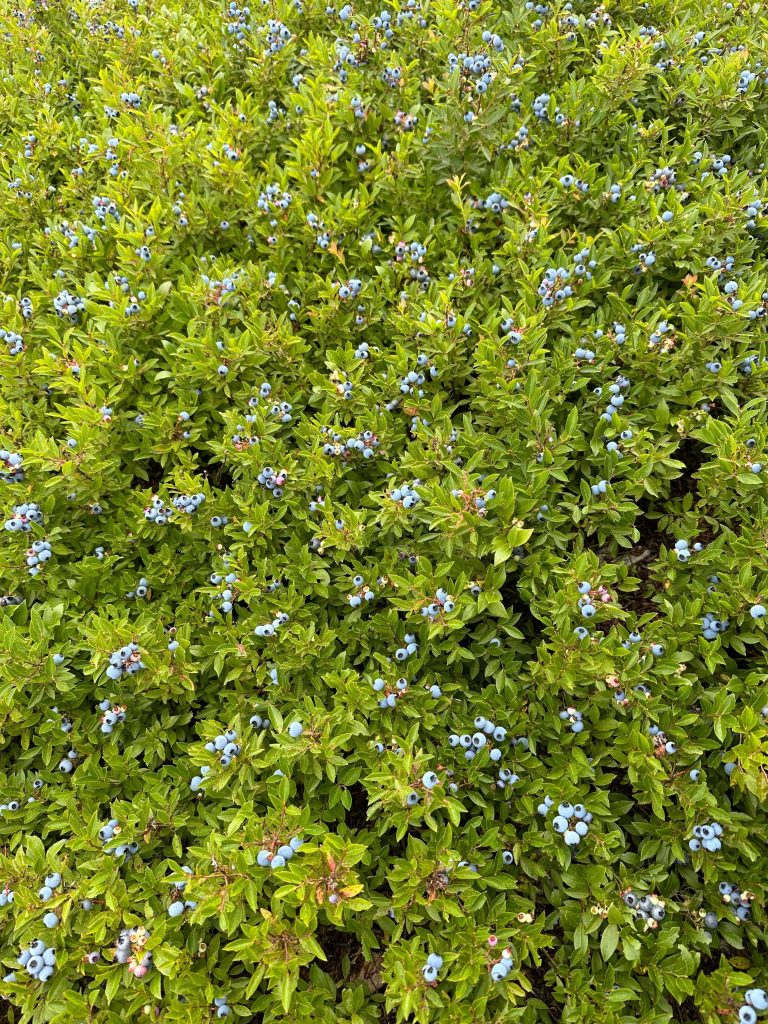 Blueberry Close-up 2 Resized | Wild Sods of Maine