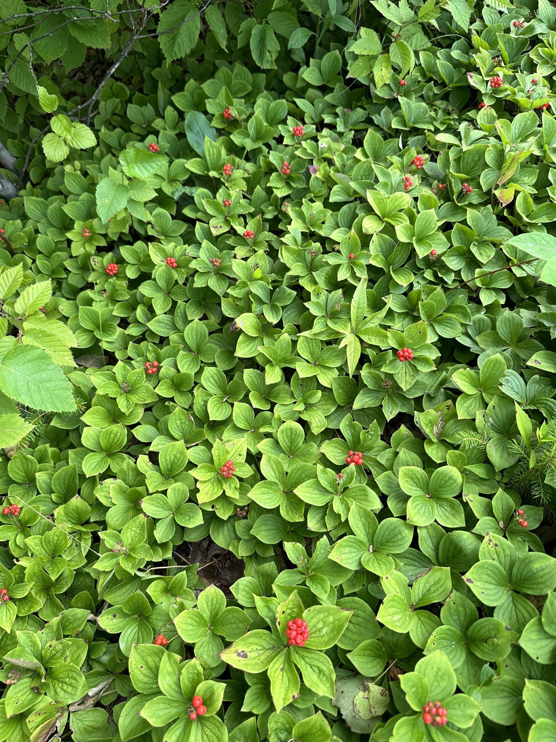 Bunchberry | Wild Sods of Maine