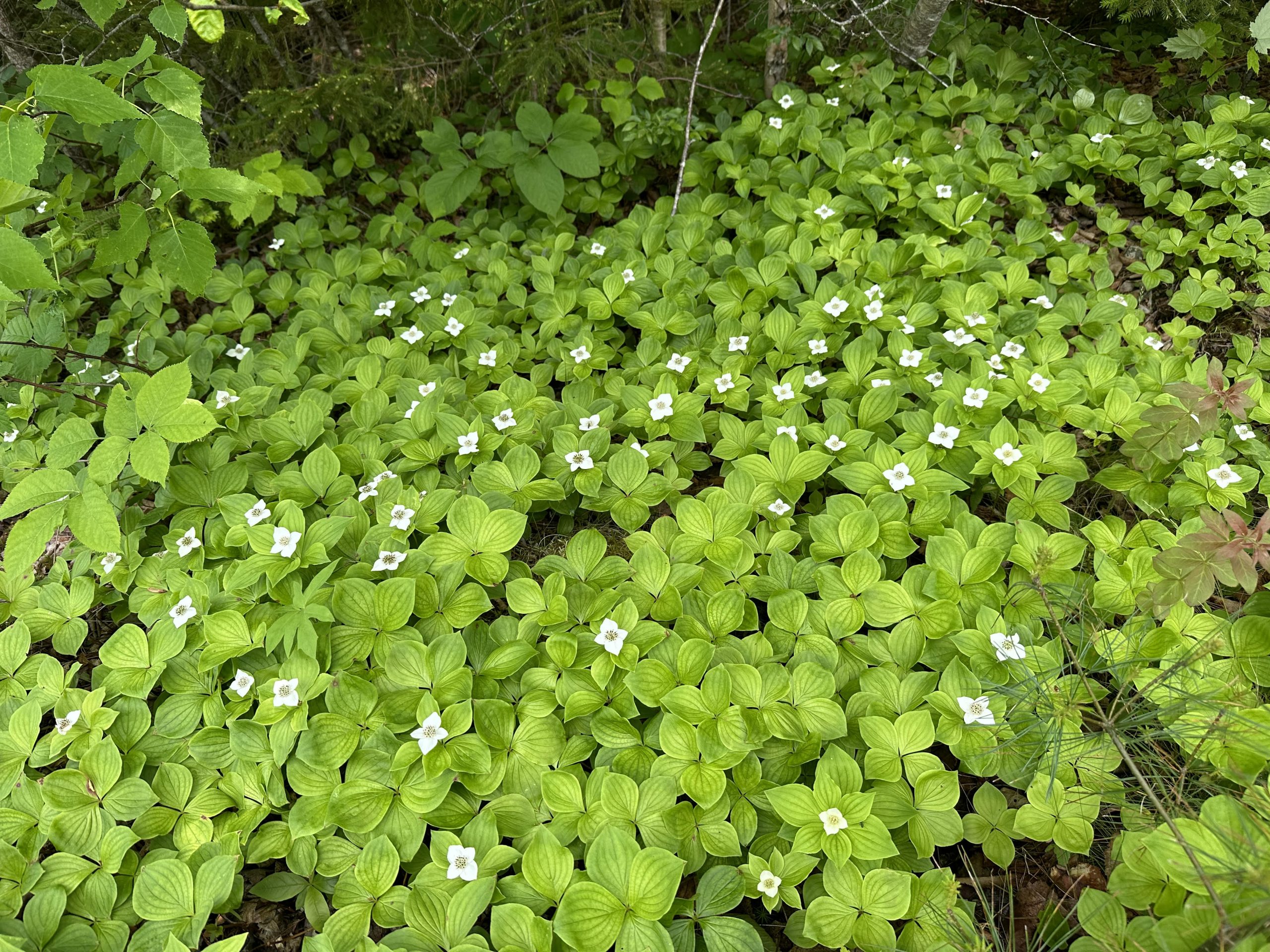 Bunchberry2 | Wild Sods of Maine