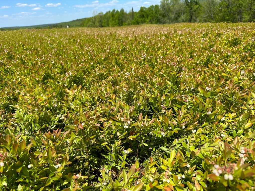 New Blueberry Field 2MB | Wild Sods of Maine
